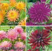 OFFRE SPECIALE DAHLIAS CACTUS - 4 BULBES