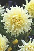 DAHLIA ICE CRISTAL - 1 BULBE