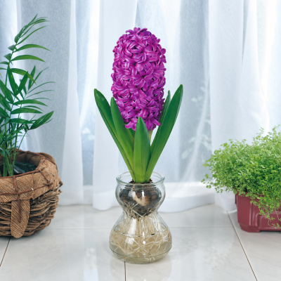 PACK JACINTHE WOODSTOCK 3 BULBES + 1 VASE