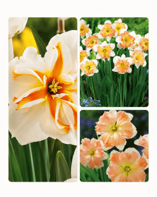 OFFRE 15 NARCISSES ORIGINAUX