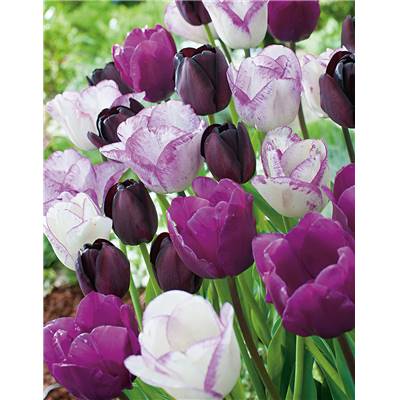 TULIPES MELANGE GALAXY - 10 BULBES