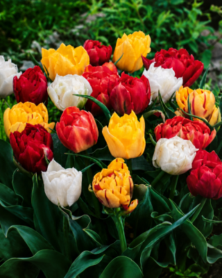 OFFRE FABRE : 60 TULIPES DOUBLES HÂTIVES