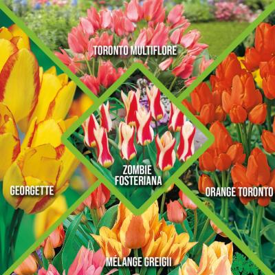 50 TULIPES BOTANIQUES PLURIFLORES