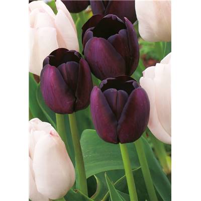 TULIPE QUEEN OF THE NIGHT - 10 BULBES