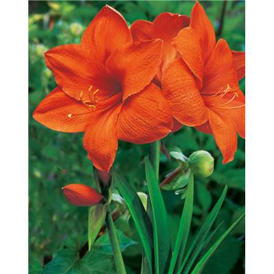 AMARYLLIS ORANGE - 1 BULBE