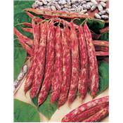 HARICOT NAIN BLASON - 300 G