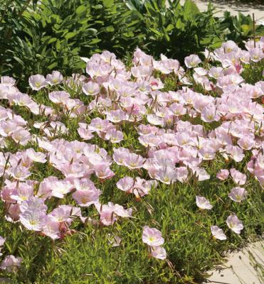 OENOTHERA SPECIOSA- 3 GODETS