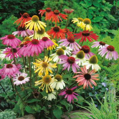 ECHINACEA CHEYENNE SPIRIT -  3 GODETS