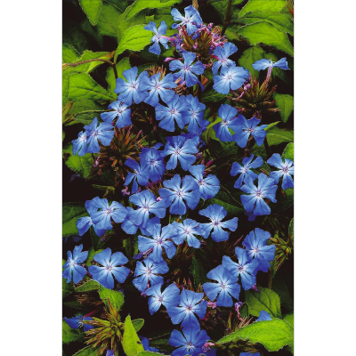 CERATOSTIGMA PLUMBAGINOIDES