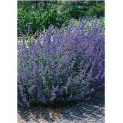 NEPETA FAASSENSII SIX HILL'S GIANT PLANTE VIVACE - 3 GODETS