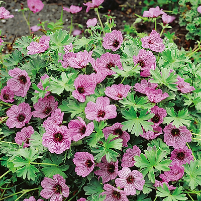 GERANIUM CINEREUM BALLERINA - 3 GODETS 