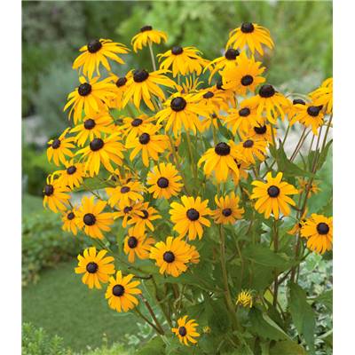 RUDBECKIA GOLDSTURM - 3 GODETS