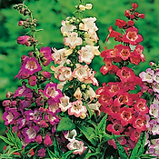 OFFRE SPECIALE 6 PENSTEMONS
