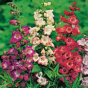 OFFRE PENSTEMONS - 6 GODETS PLANTE VIVACE