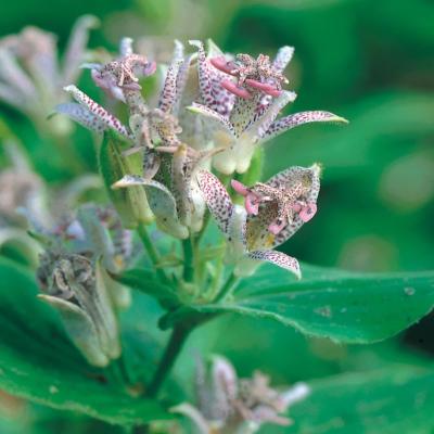 TRICYRTIS HIRTA - 3 GODETS