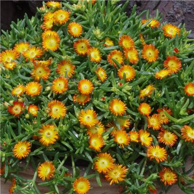 DELOSPERMA ORANGE WONDER PLANTE VIVACE - 3 GODETS