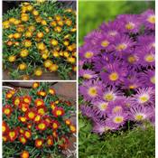 OFFRE DELOSPERMA WHEEL OF WONDER PLANTE VIVACE - 6 GODETS