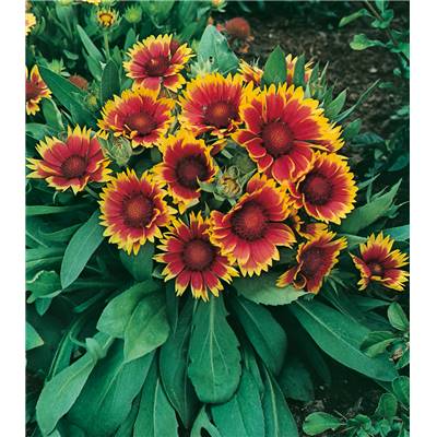 GAILLARDE NAINE KOBOLD  - 3 GODETS