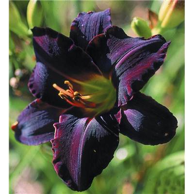 HEMEROCALLE BLACK EMMANUELLE - 3 GODETS