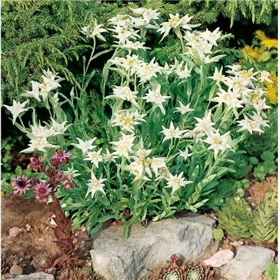 EDELWEISS  - 3 GODETS
