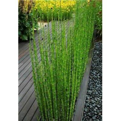EQUISETUM JAPONICUM