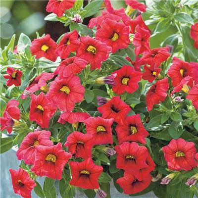 CALIBRACHOA ROUGE - 3 GODETS