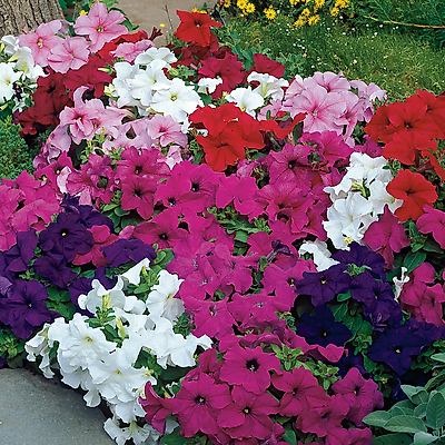 OFFRE PETUNIAS CASCADES - 9 GODETS