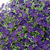 PETUNIA CASCADE BLEU VIOLET - 3 GODETS