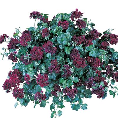 GERANIUM ROUGE LIE DE VIN - 3 GODETS 