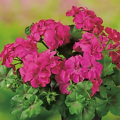 GERANIUM ZONALE VIOLET - 3 GODETS