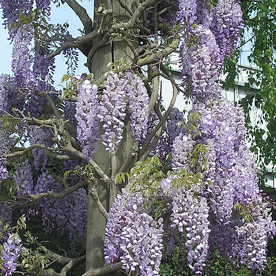 OFFRE GLYCINE WISTERIA SIMENSIS - 2 POTS