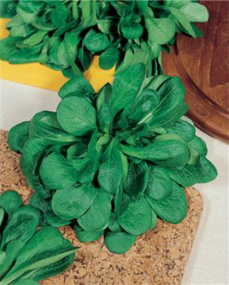 MÂCHE DOUCETTE VERTE DE CAMBRAI - 10 G