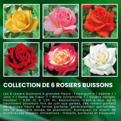 COLLECTION ROSIERS BUISSONS - 6 ROSIERS
