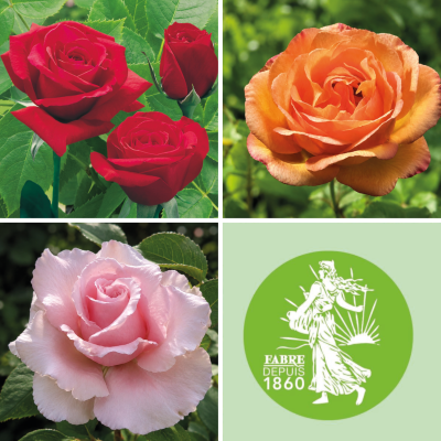 OFFRE FABRE : 3 ROSIERS BUISSONS 