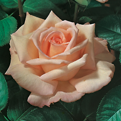 ROSIER BUISSON JARDIN DE BAGATELLE ® MEIMAFRIS - LE ROSIER