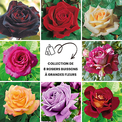 COLLECTION 8 ROSIERS BUISSONS