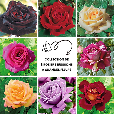 COLLECTION ROSIERS BUISSONS - 8 ROSIERS
