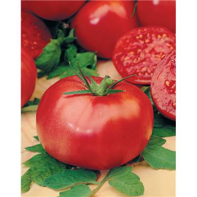 TOMATE ROSE DE BERNE - 0.5 G