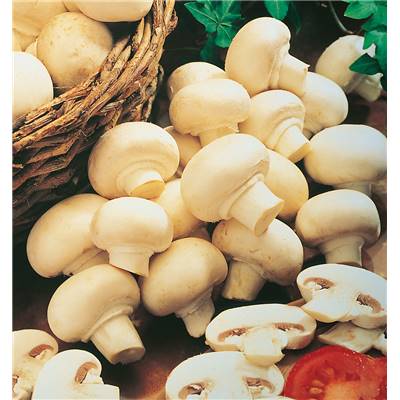 CHAMPIGNONS BLANCS DE PARIS - LE KIT