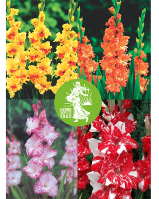 OFFRE SPECIALE GLAIEULS - 40 BULBES