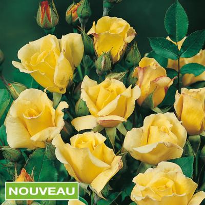ROSIER ARTHUR BELL - LE ROSIER