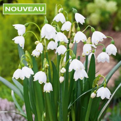 LEUCOJUM AESTIVUM SUMMER - 20 BULBES
