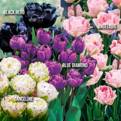 OFFRE SPECIALE 20 TULIPES
