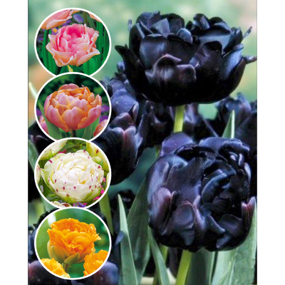 Super Collection : 30 Tulipes à fleurs de Pivoines 