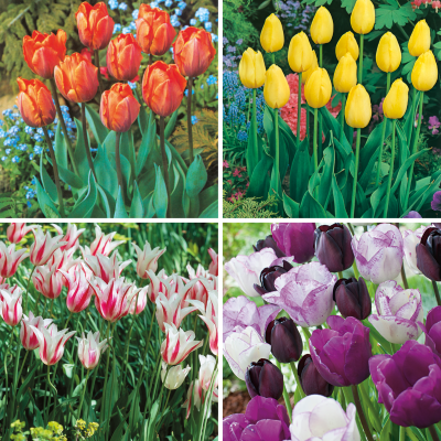 COLLECTION FABRE - 40 TULIPES