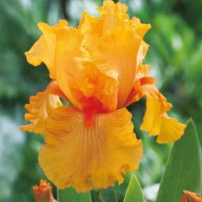 IRIS FLAMING - LE GODET