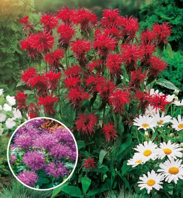 OFFRE FABRE : LOT DE 6 MONARDES 