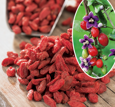 GOJI - LE PLANT EN POT DE 1,5L