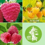 OFFRE SPECIALE 3 FRAMBOISIERS