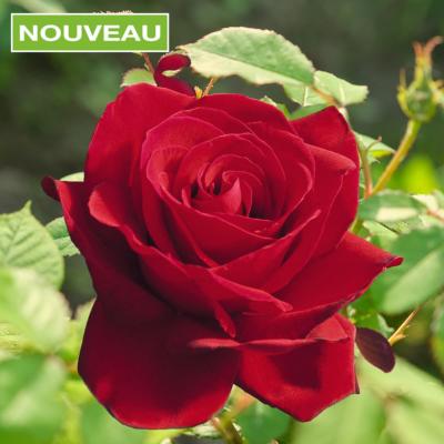 ROSIER BUISSON INGRID BERGMAN ® - LE ROSIER